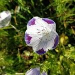 Nemophila maculata Квітка