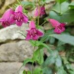 Penstemon triflorus Flower