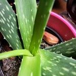 Aloe vera Листок