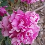 Matthiola incana Flower