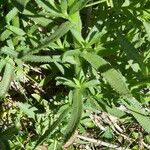 Achillea ptarmica List