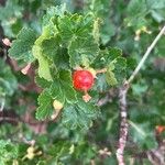 Ribes cereum Plod