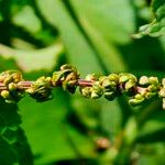 Rumex conglomeratus Sonstige