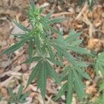 Cannabis sativa পাতা