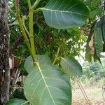 Artocarpus integer Ліст