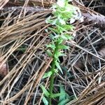 Platanthera bifolia Habitus