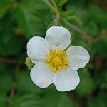 Drymocallis rupestris Flower