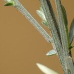 Cytisus multiflorus Bark