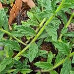 Heliotropium amplexicaule Leaf