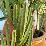 Stapelia grandiflora Leaf