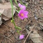 Talinum paniculatum Žiedas