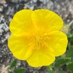 Helianthemum nummularium Blomma