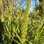 Setaria verticillata Fruit