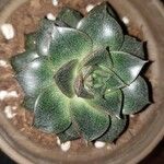 Echeveria purpusiorum Leaf