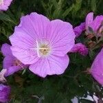 Oenothera speciosaFlower