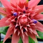 Aechmea fasciata Цвят