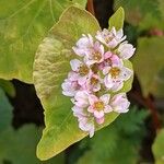 Fagopyrum esculentum Flower