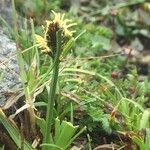 Carex uncinioides Habit