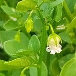 Salpichroa origanifolia Λουλούδι