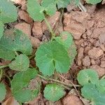 Centella asiatica Blad