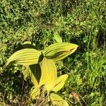 Veratrum album Hoja