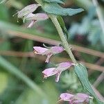 Odontites vernus Flower