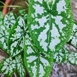 Caladium humboldtii List