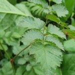 Spiraea tomentosa Feuille