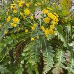 Sonchus canariensis Blüte