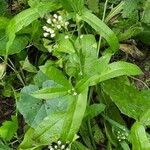 Capsella bursa-pastoris 葉