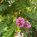 Robinia hispidaFlors