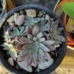 Graptopetalum rusbyi Fulla