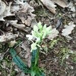 Orchis provincialis Bloem