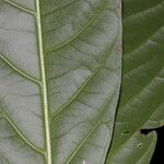 Toxosiphon lindenii बार्क (छाल)