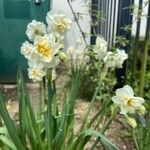 Narcissus spp. Fleur