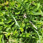 Pyrostria phyllanthoidea Blatt