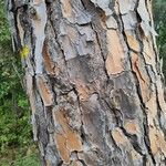 Pinus pinea Rinde
