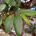 Ficus coronata Feuille