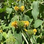 Phlomis fruticosaFlower