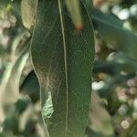 Solidago speciosa Листок