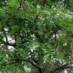 Diphysa americana ᱥᱟᱠᱟᱢ