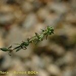 Galium verticillatum Arall