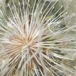 Tragopogon dubius 果實