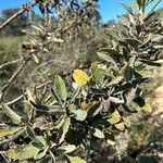Eriodictyon crassifolium Hoja