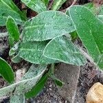 Pilosella aurantiaca Blad