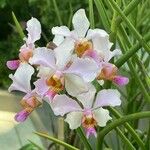 Papilionanthe teres Flower
