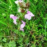 Pedicularis sylvatica Habit