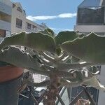 Kalanchoe beharensisЛисток