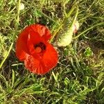 Papaver setiferum Blomst