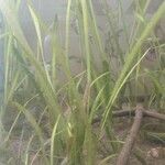 Zostera marina Folha
